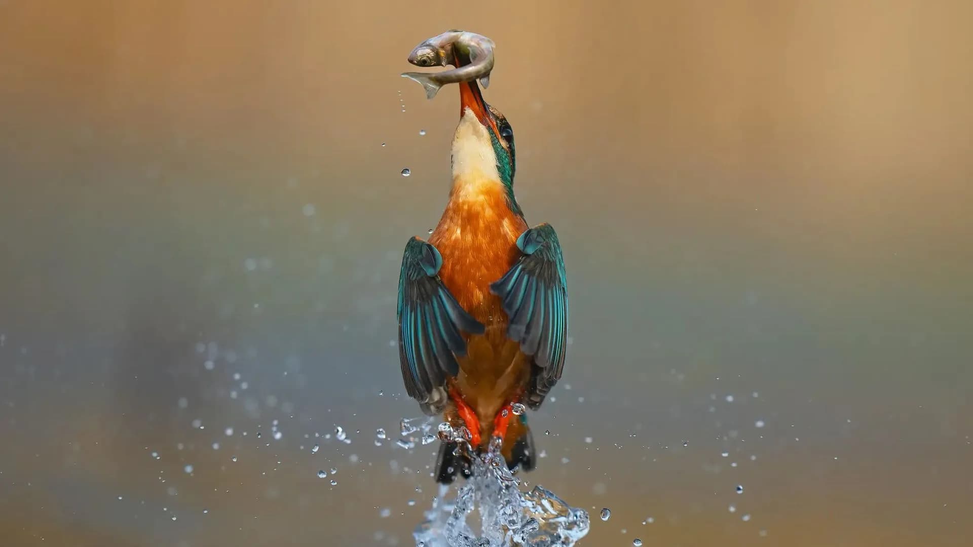 A kingfisher bursting out of water with a freshly caught fish in its beak, captured in sharp focus against a blurred pastel background.