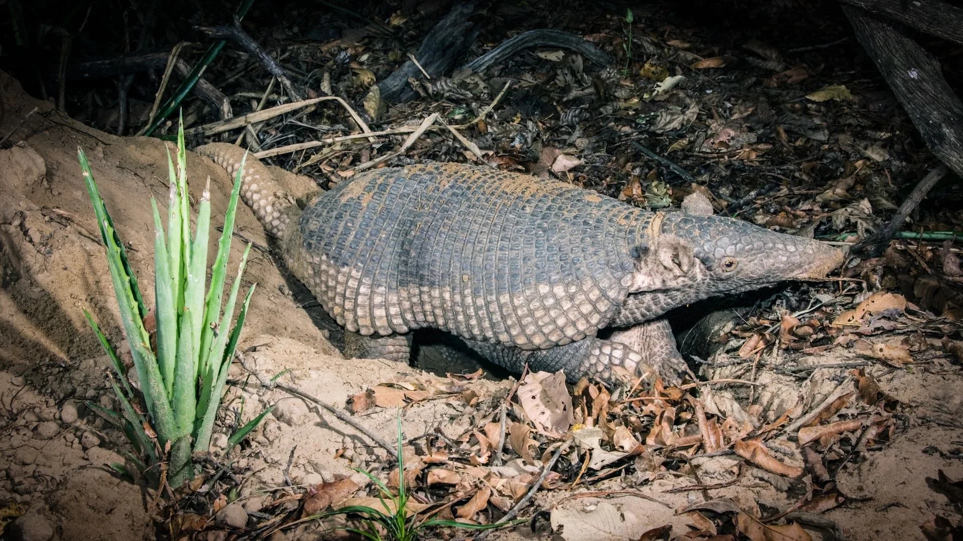 A baby giant armadillo caught on a trail camera moving through the Peruvian Amazon rainforest at night.